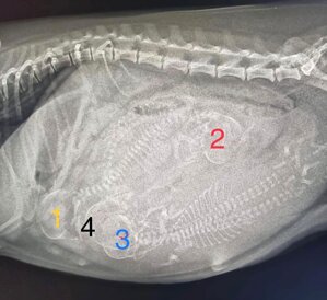 whatsapp image 2025-11-12 at 11.57.26.jpeg whatsapp image 2025-11-12 at 11.57.26.jpeg