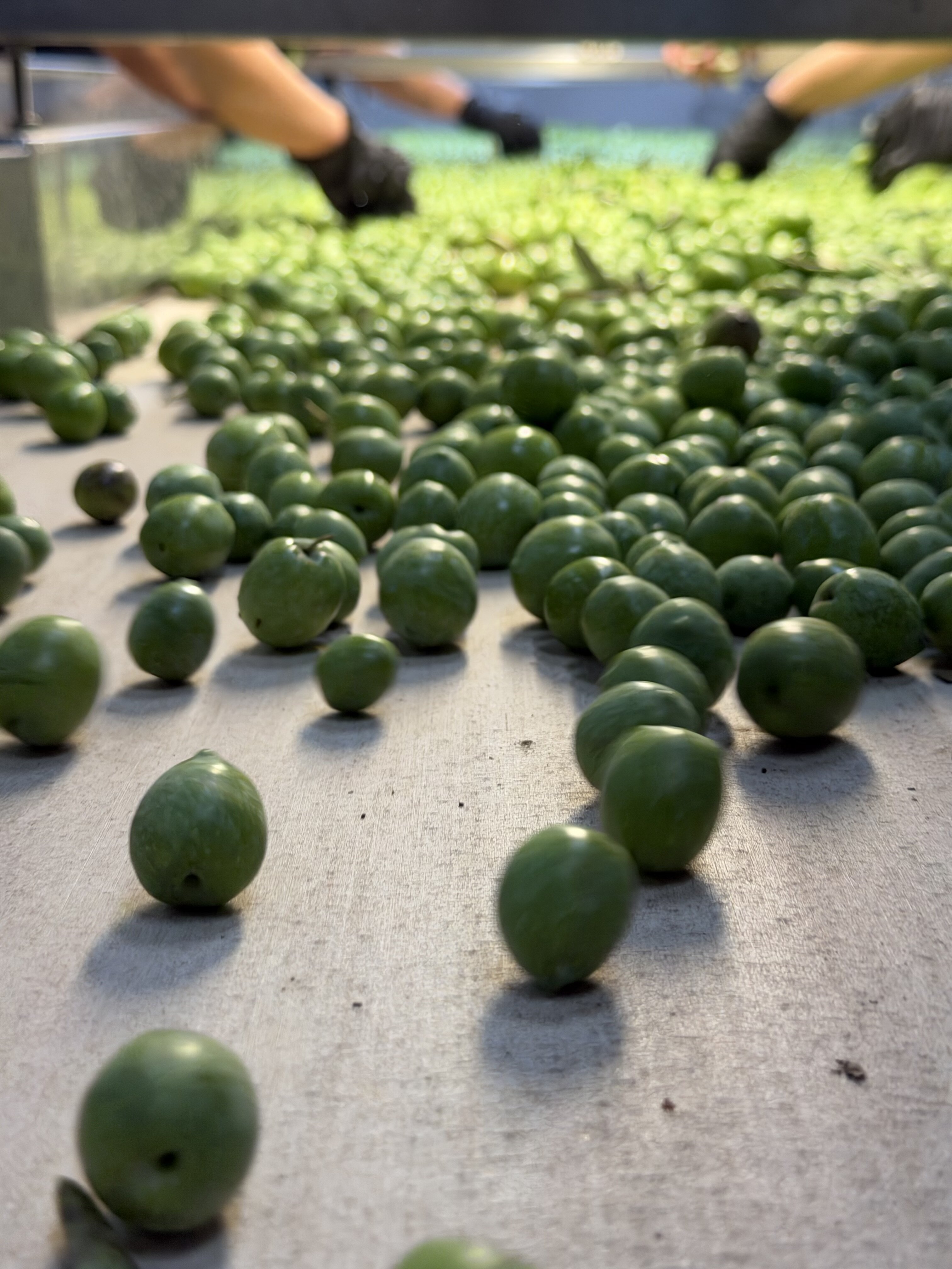 Prima Lavorazione Prima Lavorazione