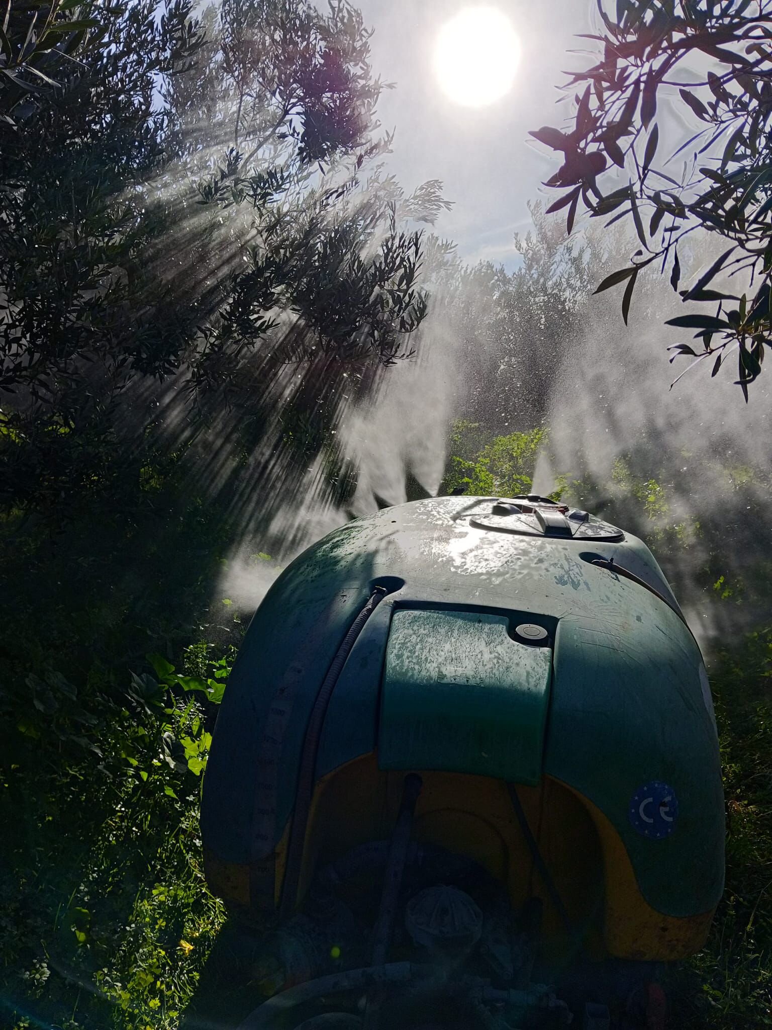 Disinfettazione della pianta