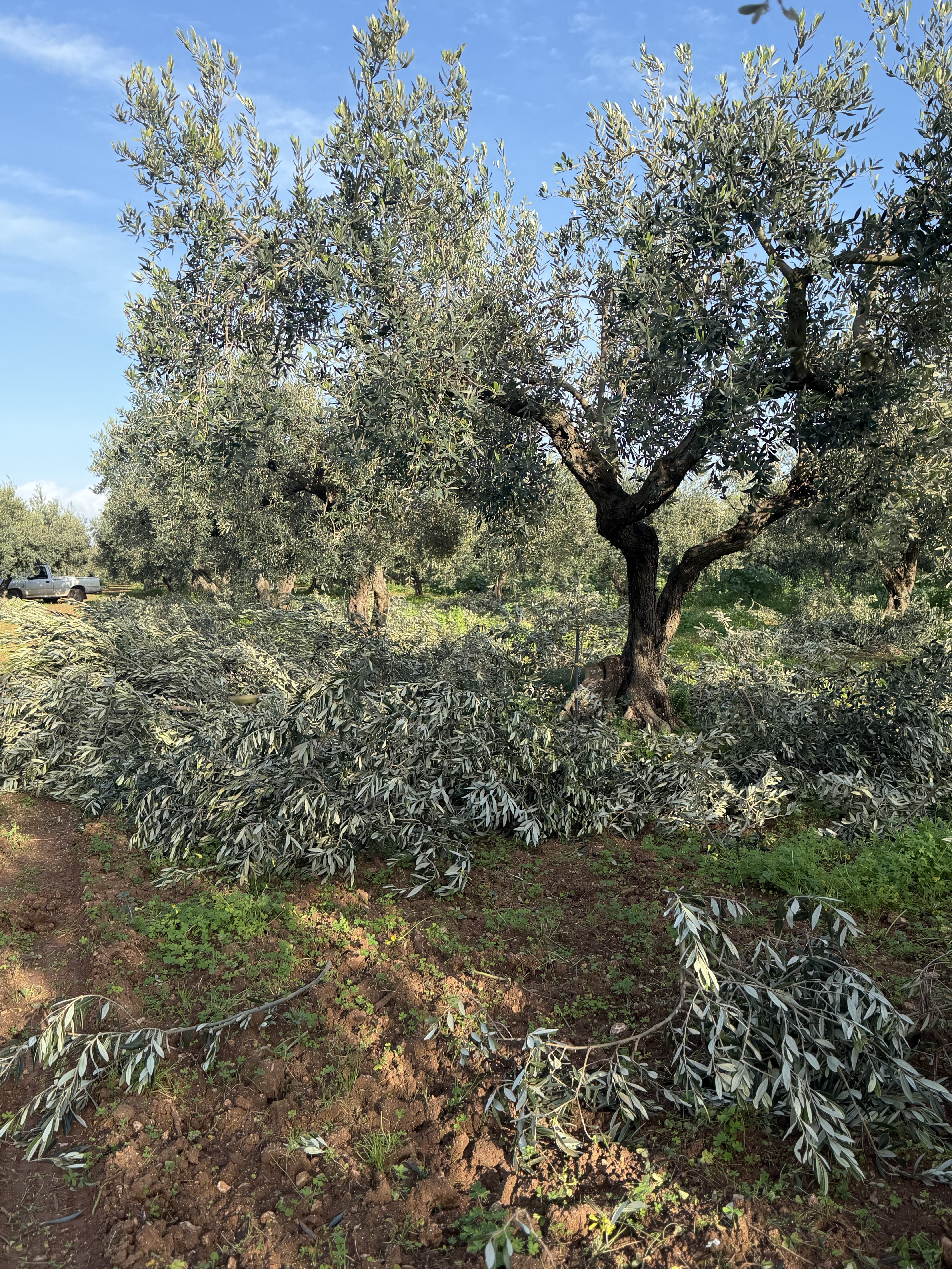 Potatura della pianta