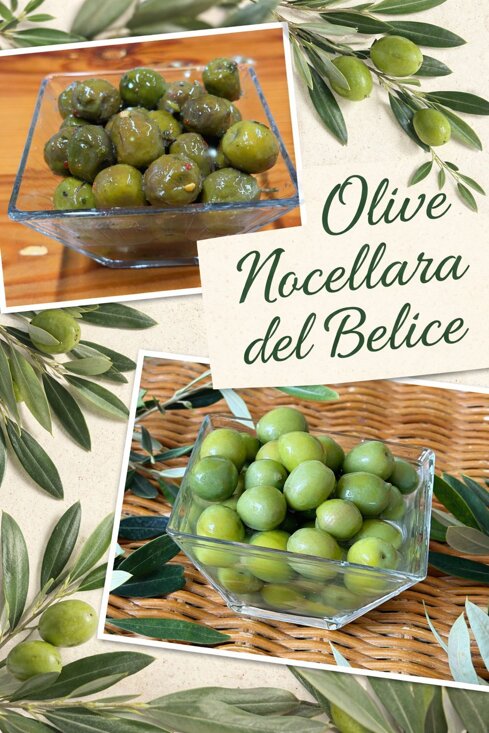 whatsapp image 2026-04-02 at 11.44.42.jpeg