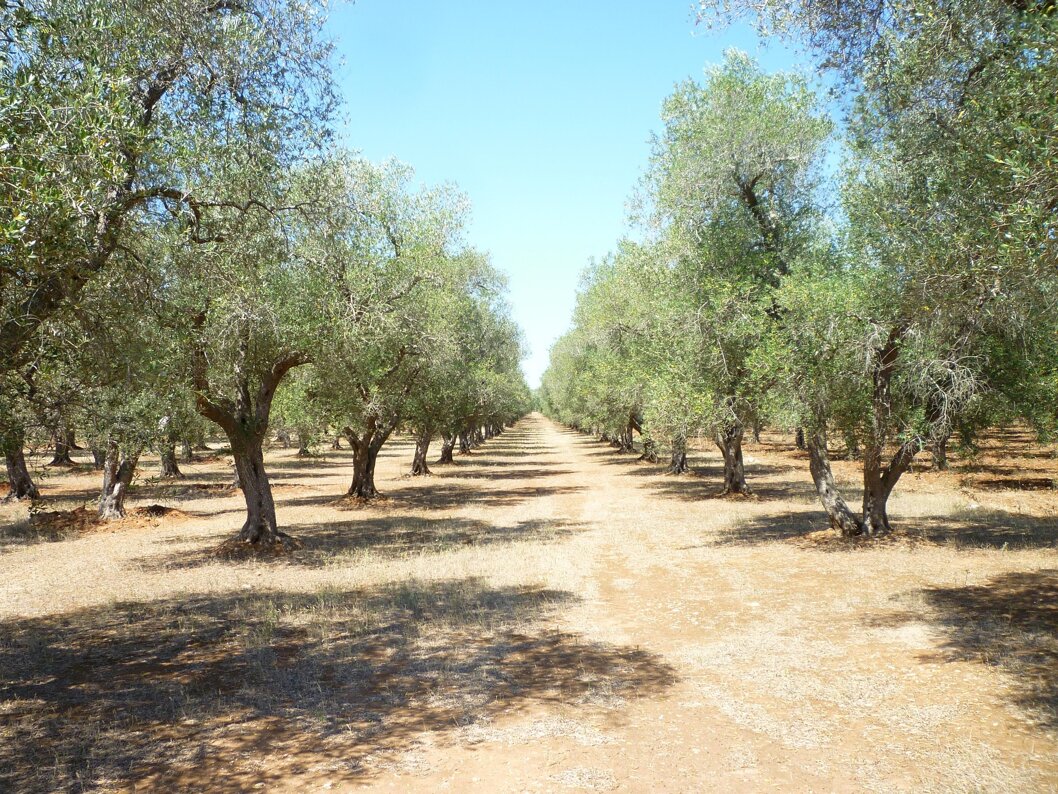 olive-grove-886869_1920.jpeg