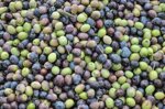 prenota-la-tua-raccolta-di-olive-nocellara-etnea