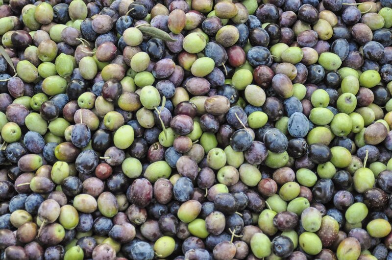 prenota-la-tua-raccolta-di-olive-nocellara-etnea