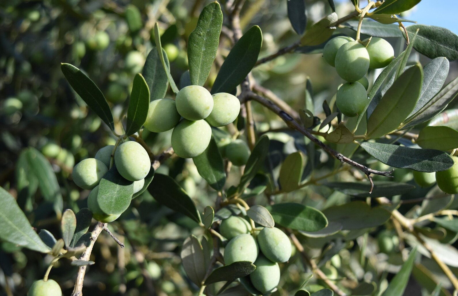 olives-3728376_1920.jpeg
