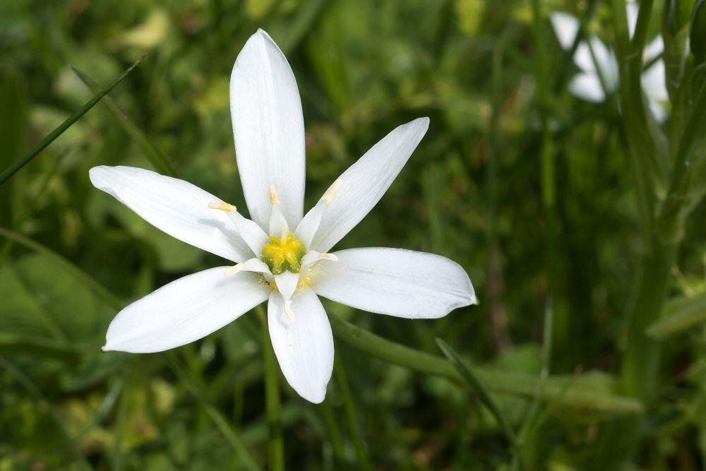 STAR OF BETHLEHEM