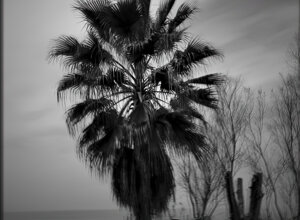 ulivo%20secolare%20ogliastro_pinhole%2030x30.jpeg