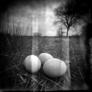 eggs_forms of memory 27x27.jpeg