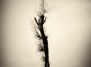 ilford%20de%20lux%20tree_002.jpeg
