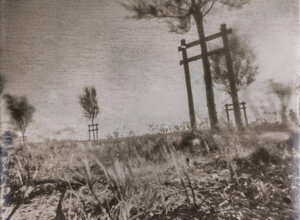 tree_ilford%20negative%20paper_20212303.jpeg
