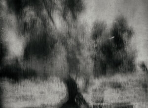 albero%20pinhole.jpeg