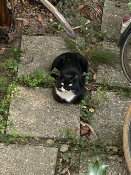 musical e inglese kaos per l ambiente6.jpeg musical e inglese kaos per l ambiente6.jpeg