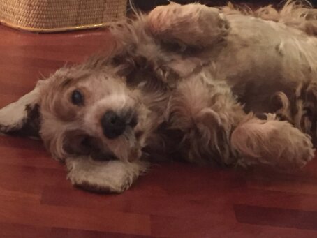 musical e inglese kaos per l ambiente11.jpeg musical e inglese kaos per l ambiente11.jpeg