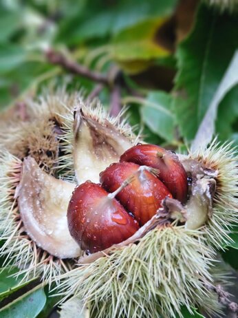 whatsapp image 2025-10-20 at 11.09.02.jpeg