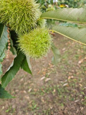 whatsapp image 2025-10-20 at 11.08.44(2).jpeg