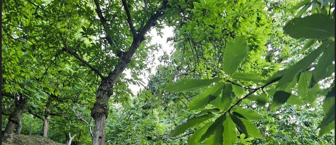 immagine 2025-10-21 090020.jpeg