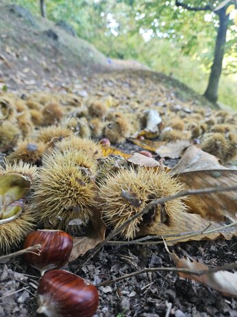 whatsapp image 2025-10-20 at 11.08.43(1).jpeg