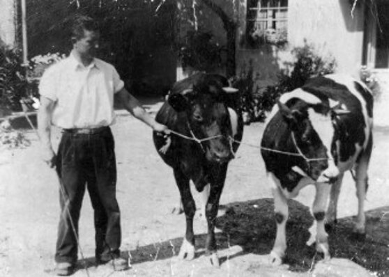 l'allevamento di bovini a Vernasso l'allevamento di bovini a Vernasso