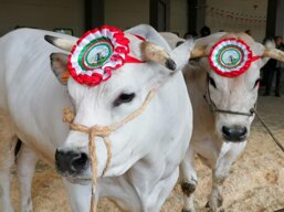 f14aac71-0650-43d3-9b6f-5843d0576385