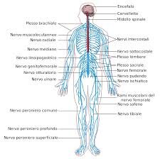 neurologia1 neurologia1