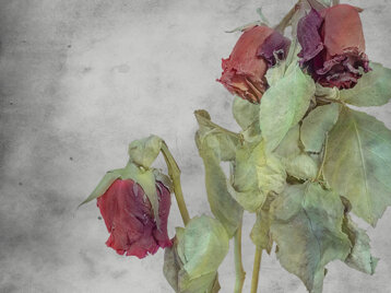 a24d09ab-2e44-4bec-aee1-c1629b332b50