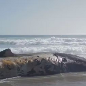 JTdCJTIyZW4lMjIlM0ElMjJBbGVzc2lhJTIwTHVwbyUyMENlY2NoZXQlMjAlRTIlODAlOTQlMjBCYWxhZW5hJTJDJTIwdmlkZW8lMjBhcnQuJTIwU2Vjb25kJTIwUHJpemUlMjBleCUyMGFlcXVvJTIwQXJ0ZUFsdGElMjAyMDI0JTJDJTIwQWxpbmElMjBBcnQlMjBGb3VuZGF0aW9uJTIyJTdE