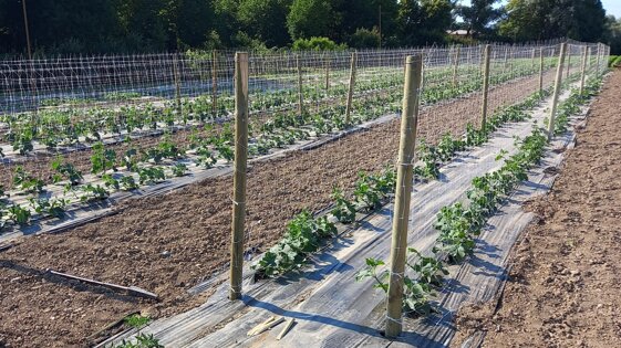 a244a141-9ad6-446c-982c-3af256780893