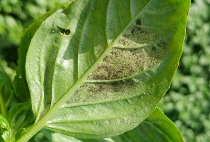 peronospora basilico.jpeg