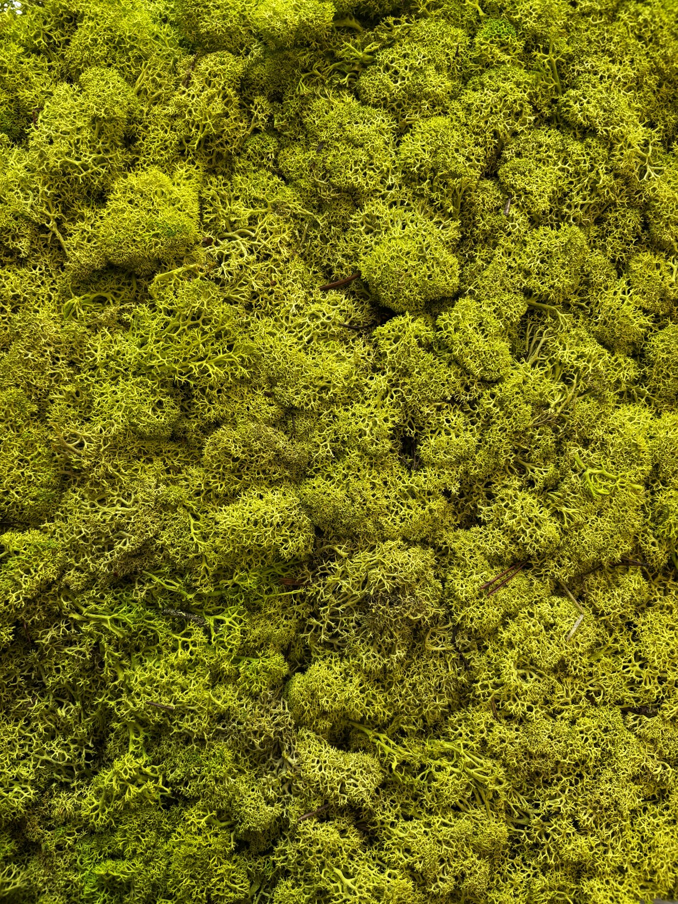 img_8110.jpeg img_8110.jpeg