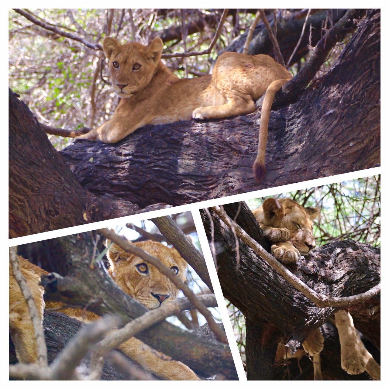 77679a4c-6d9a-486c-a09a-d841fbc68675.jpg 77679a4c-6d9a-486c-a09a-d841fbc68675.jpg