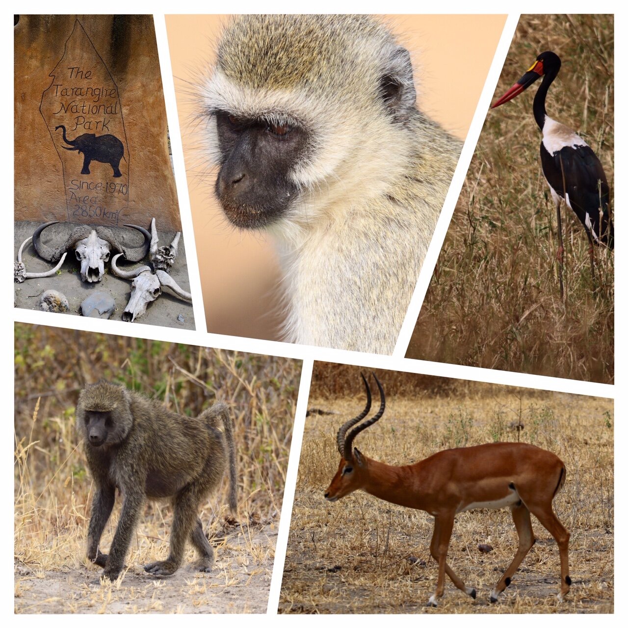 d203f667-527b-4336-bb73-21aa4edac753.jpg d203f667-527b-4336-bb73-21aa4edac753.jpg