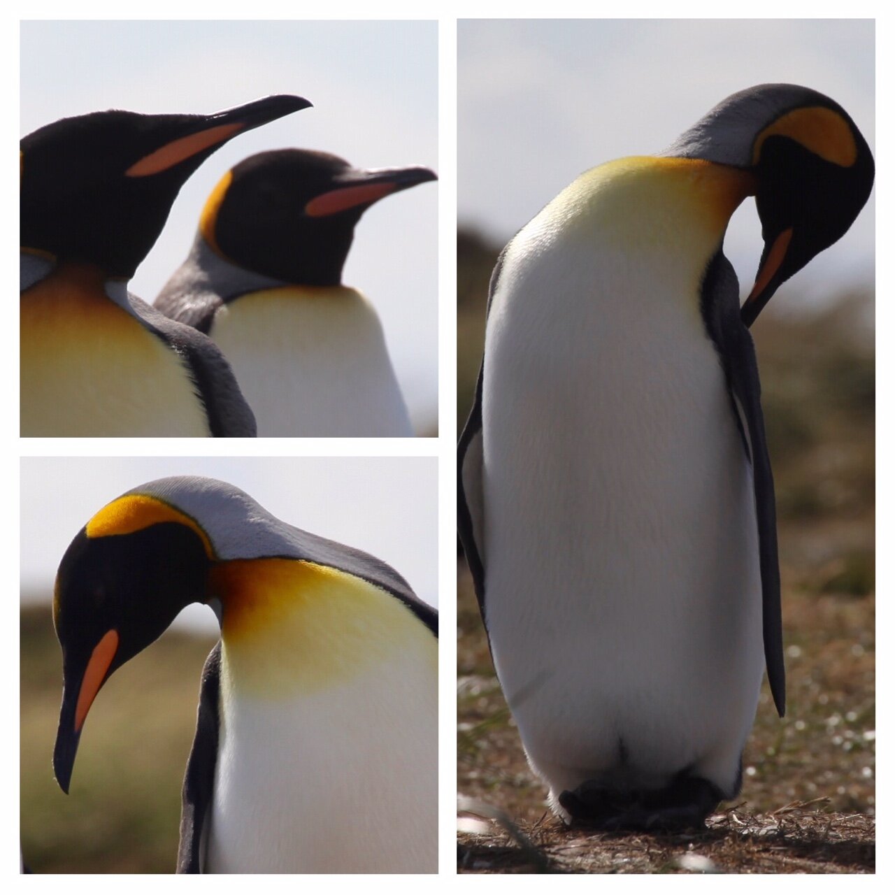 e74262bb-4ead-4d31-bf5b-1fff910beaa9.jpg e74262bb-4ead-4d31-bf5b-1fff910beaa9.jpg