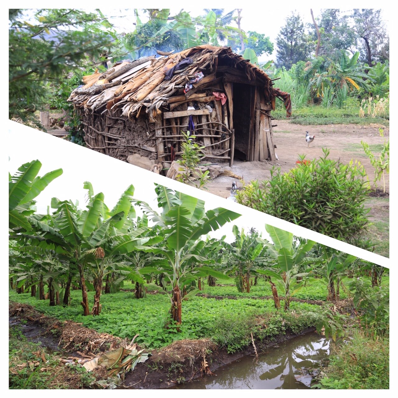 0d697b32-6a1a-40de-8ee5-cfe13367768d.jpg 0d697b32-6a1a-40de-8ee5-cfe13367768d.jpg