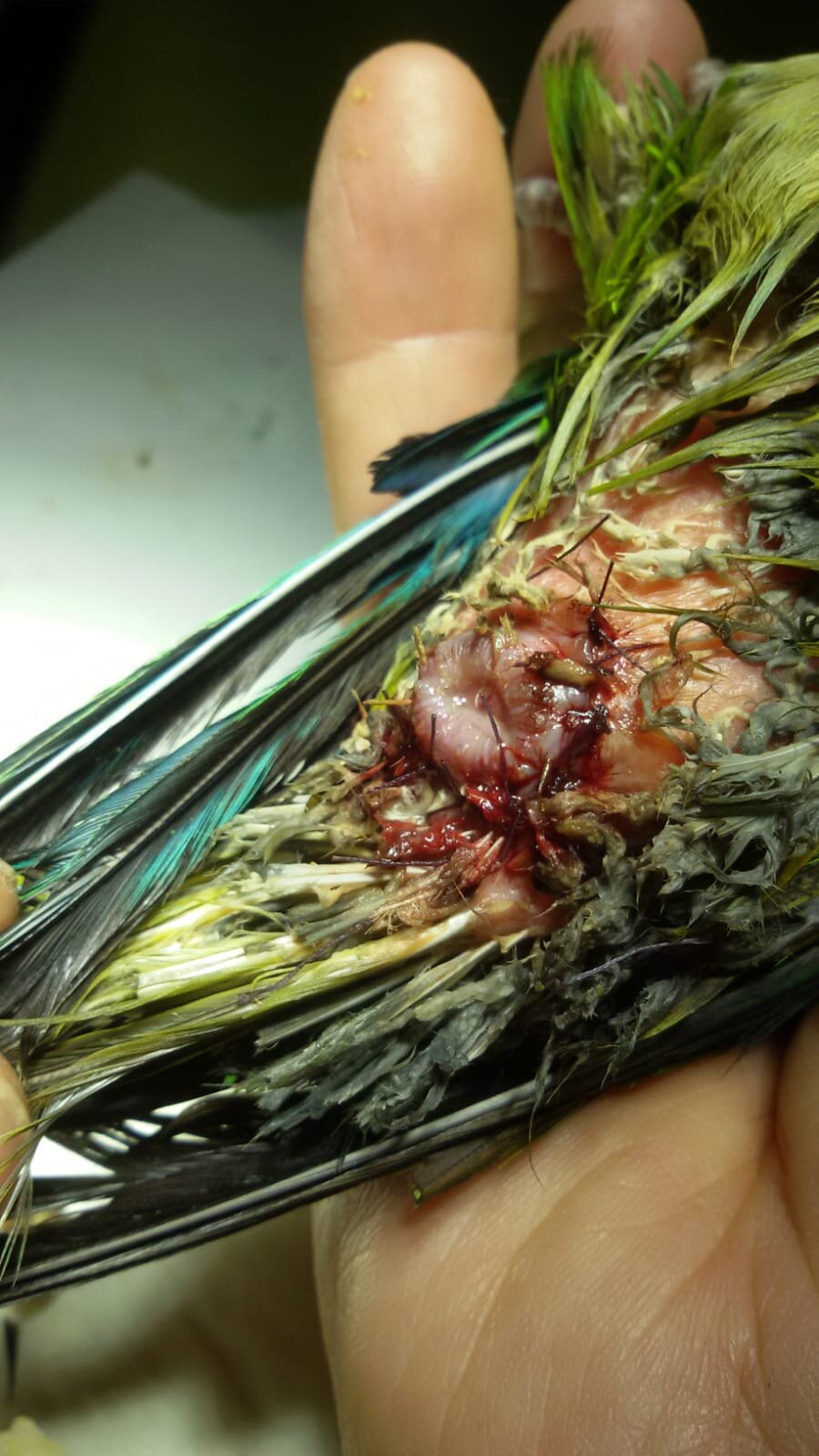 39fd09d0-4658-4e02-80c2-72dd1ddc373f.jpeg 39fd09d0-4658-4e02-80c2-72dd1ddc373f.jpeg