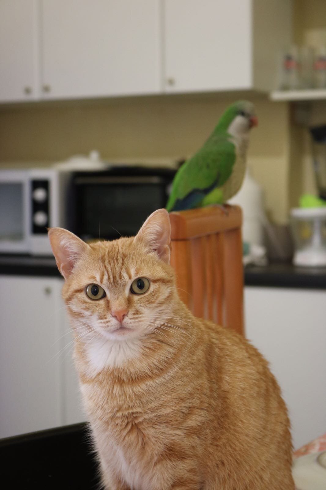 732f5499-8758-407f-8792-45d12a80bc87.jpeg 732f5499-8758-407f-8792-45d12a80bc87.jpeg