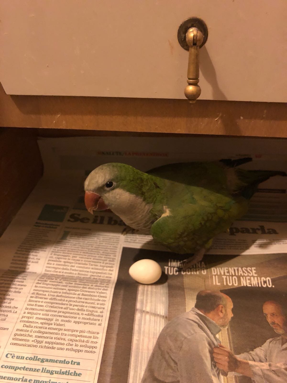 Prolasso dell'utero per la lacerazione della parete addominale causata dalla ritenzione dell'uovo Prolasso dell'utero per la lacerazione della parete addominale causata dalla ritenzione dell'uovo