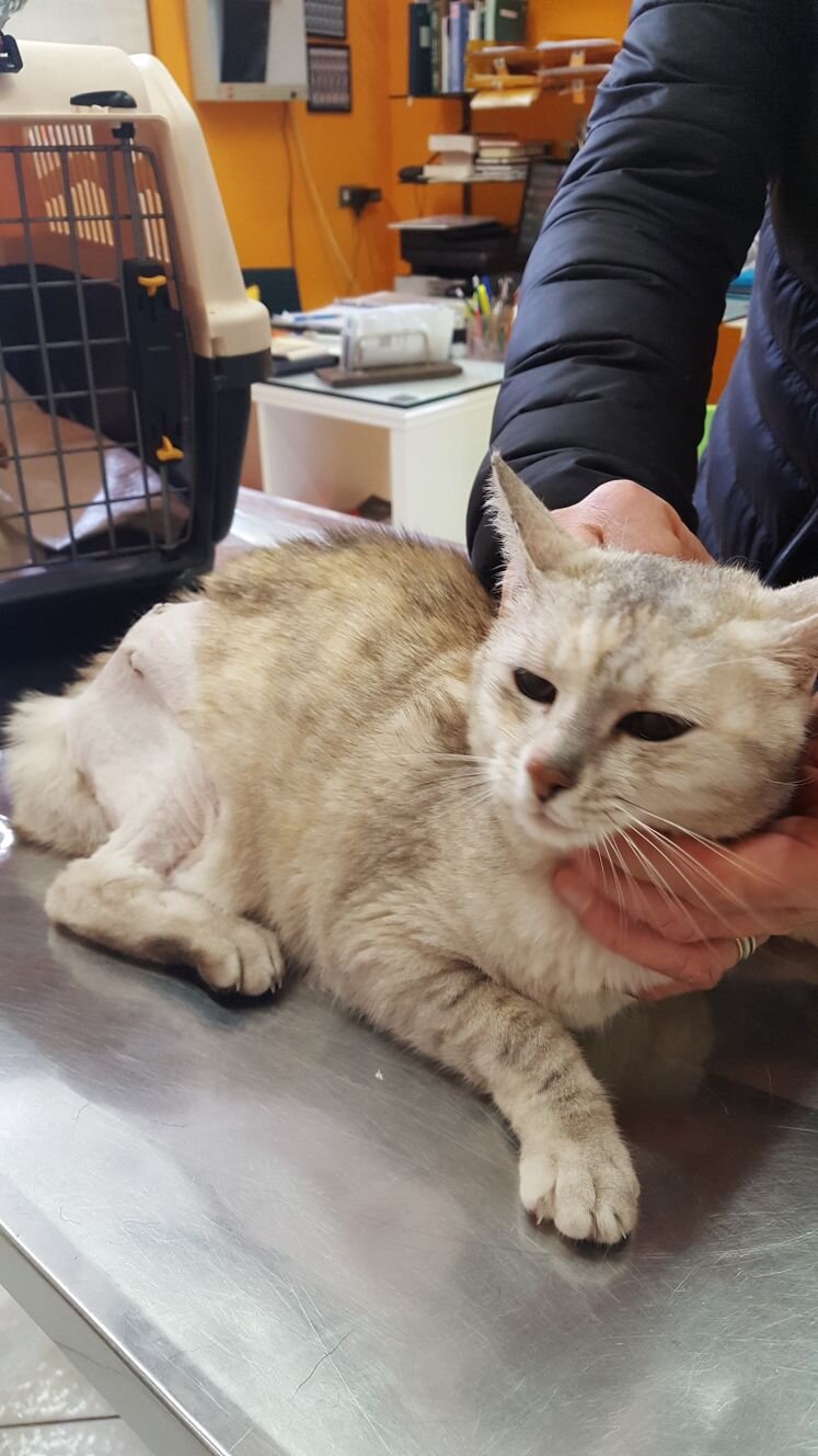 LUSSAZIONE DELL' ANCA ( COXOFEMORALE) GATTO