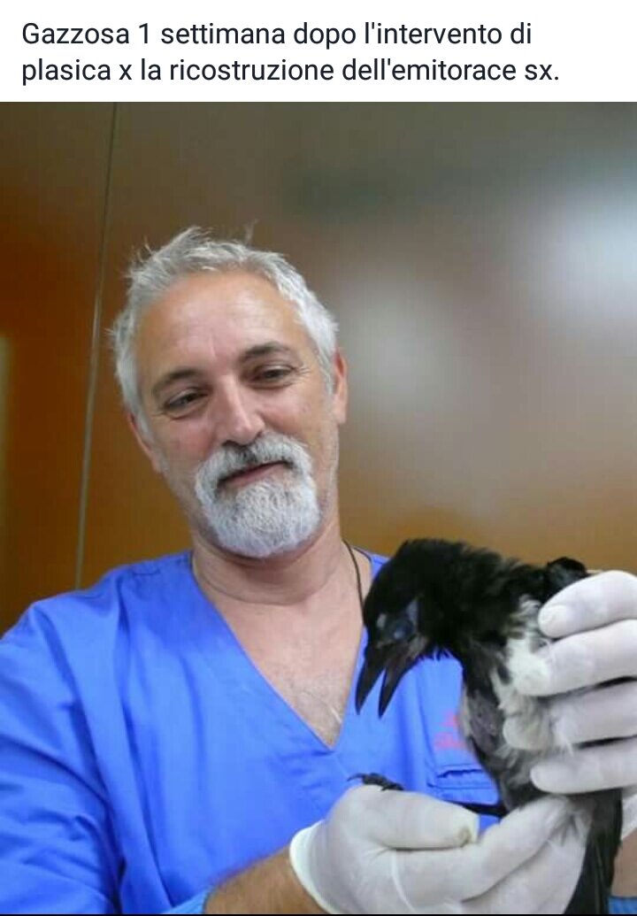 Pulcino di Gazza 1 settimana dopo l'intervento " ricostruzione dell'emitorace sinistro"