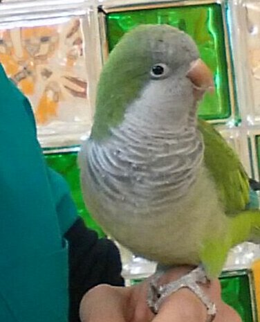 LIPIDOSI EPATICA PAPPAGALLO