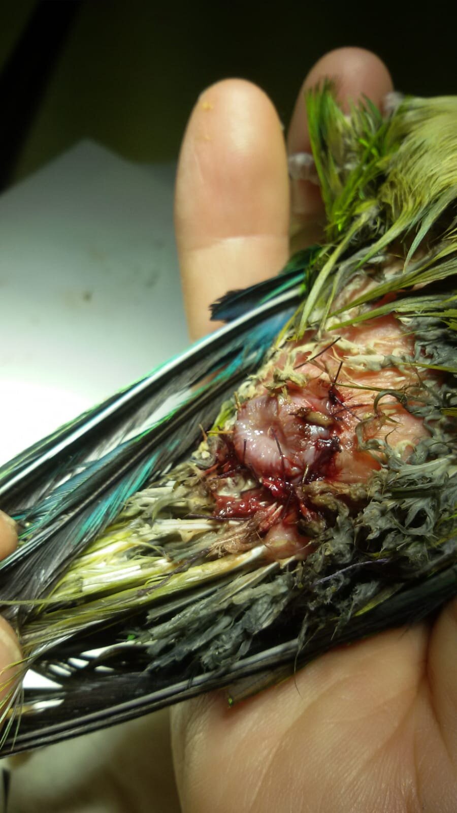 75a00355-c62c-4f65-9294-0b4848b3c98b.jpeg 75a00355-c62c-4f65-9294-0b4848b3c98b.jpeg