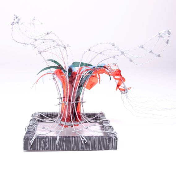 Narciso Lato 1 Narciso Lato 1