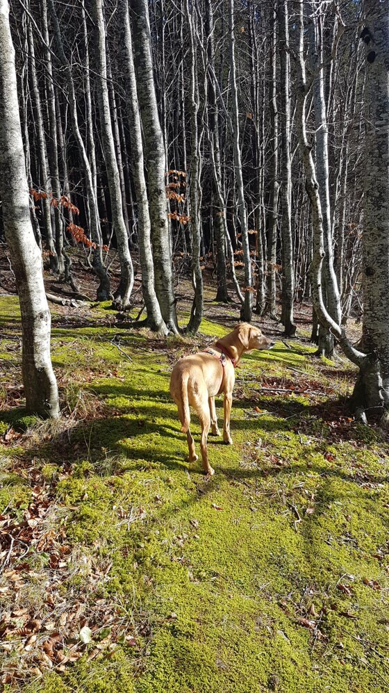 62e5610d-6b2c-4615-993c-f1a63fe75abf