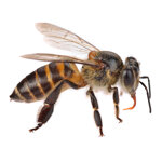 99d7f4c6-e9dd-4953-ad66-bbc18c919670