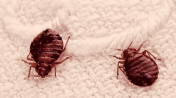 eda7695d-eac1-4f6b-8e00-efc7a71684b4