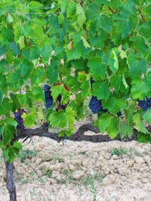 Chianti vineyards nearby