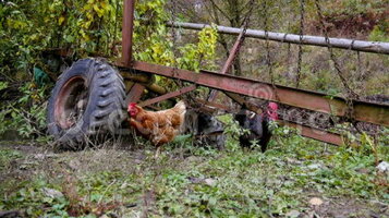 gallina-e-polli-all-azienda-agricola-60980743