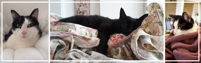 72753c6a-74bf-4e96-8c79-55c036422122 72753c6a-74bf-4e96-8c79-55c036422122