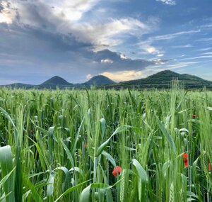 agricoltura sostenibile colli euganei