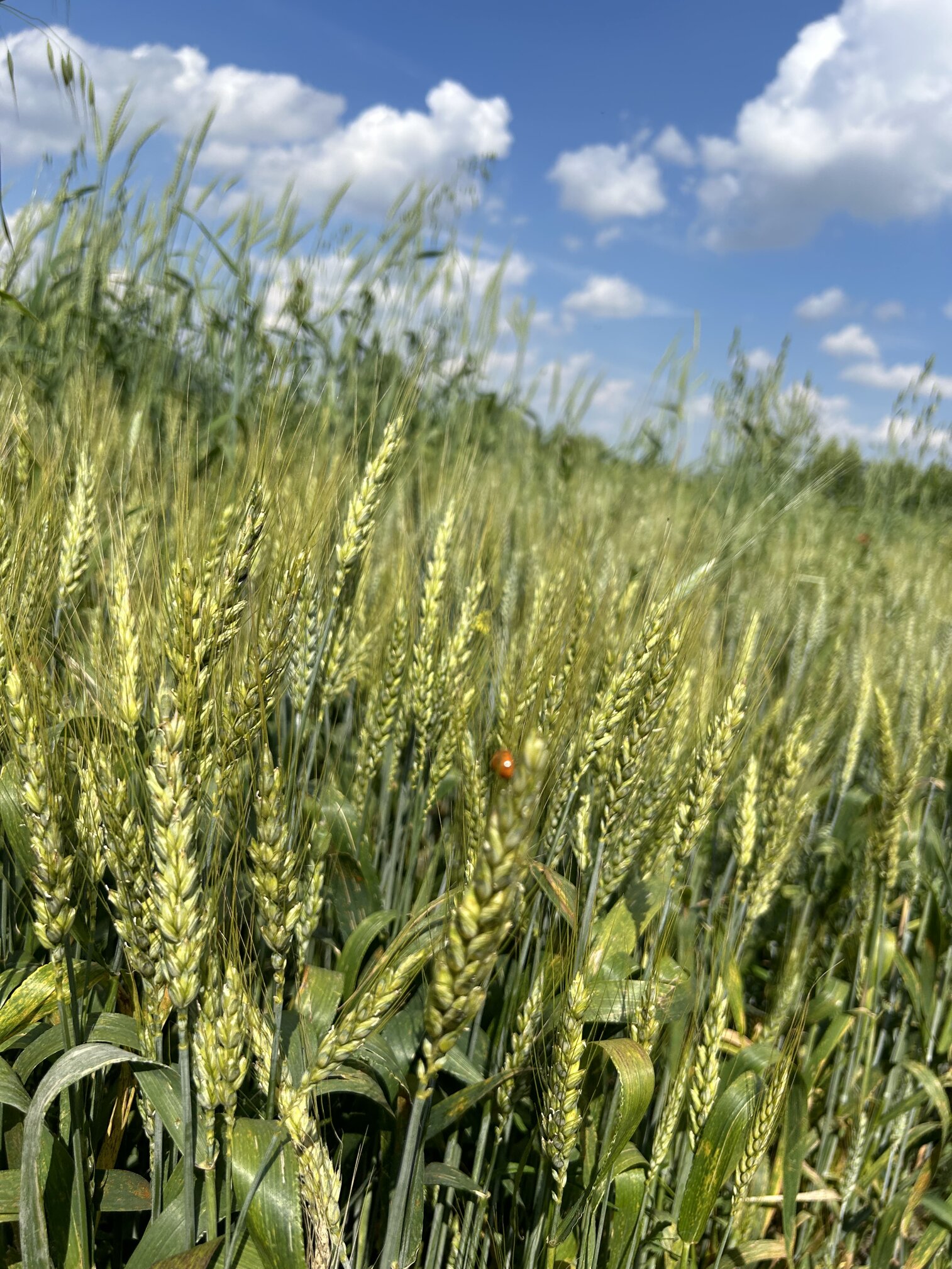grani antichi coltivazione naturale con coccinella