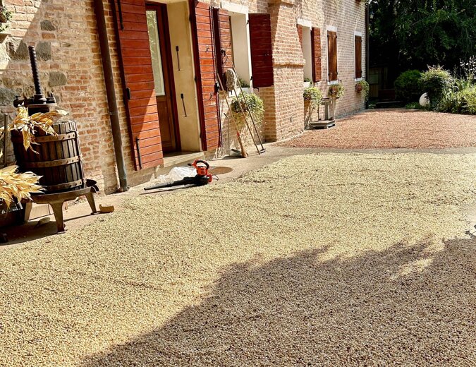 mais antichi seccato al sole come una volta